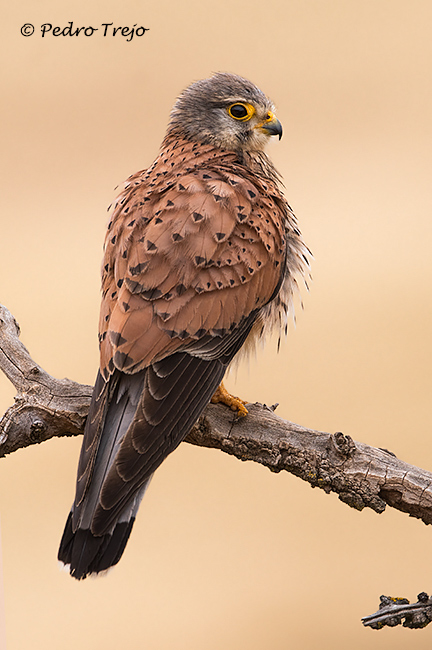 Cernicalo Vulgar (Falco tinnunculus)